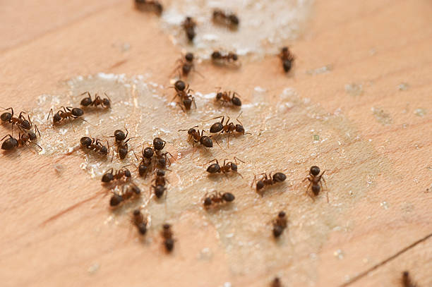 Best Commercial Pest Control Services  in Robinson, IL