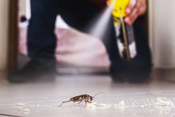 Best Wasp Removal Services  in Robinson, IL